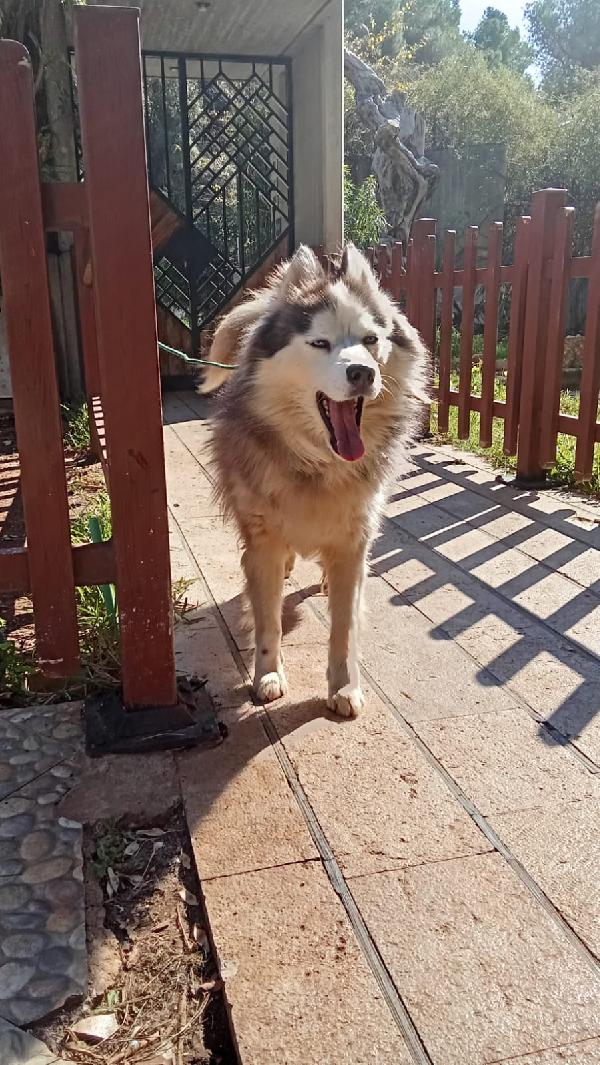 Splendida Malamute VICKY Foto 9